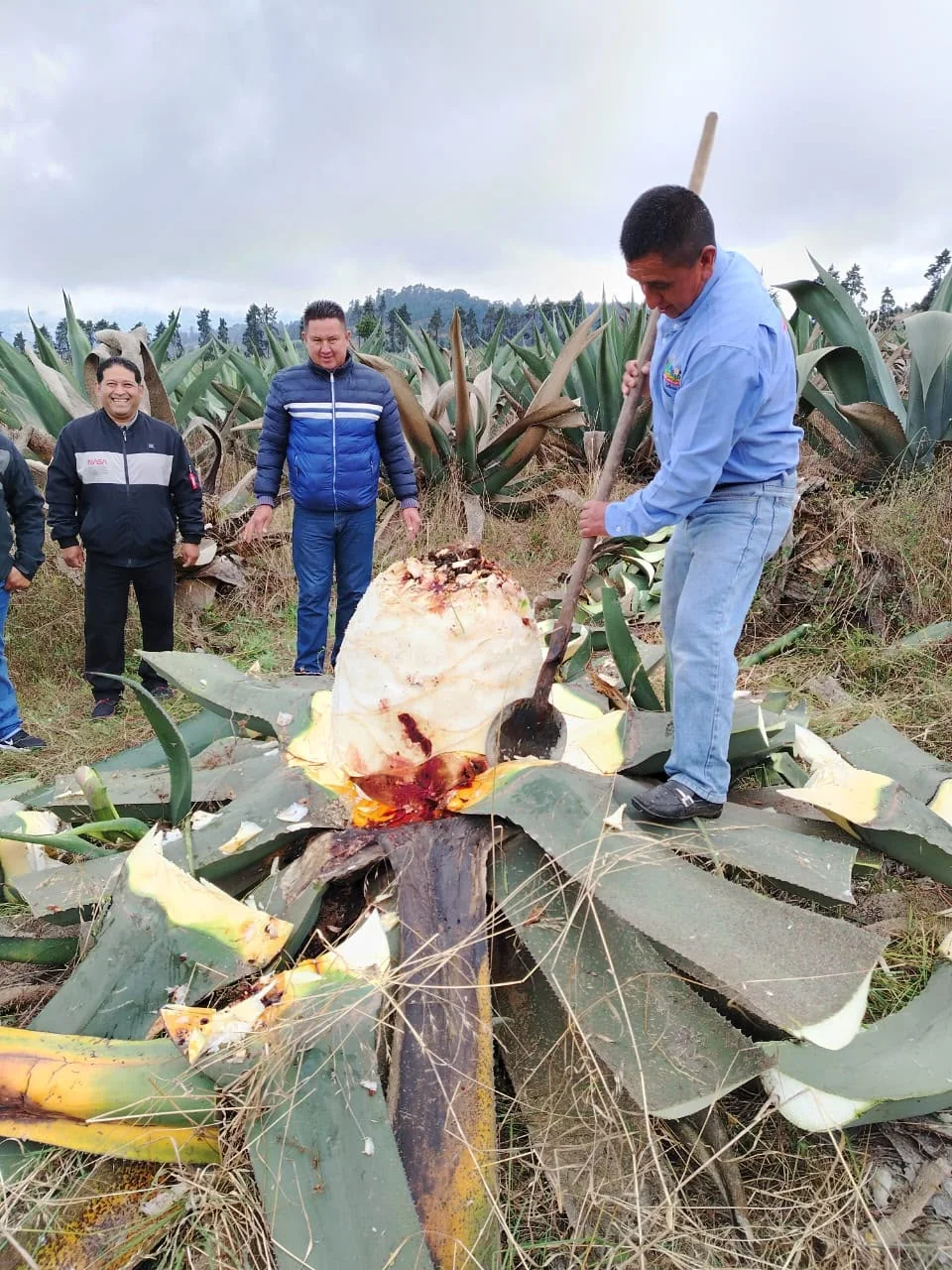 Experiencia del Pulque en Hacienda Amoltepec